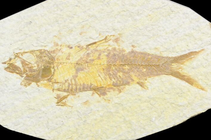 Fossil Fish (Knightia) - Green River Formation #126466